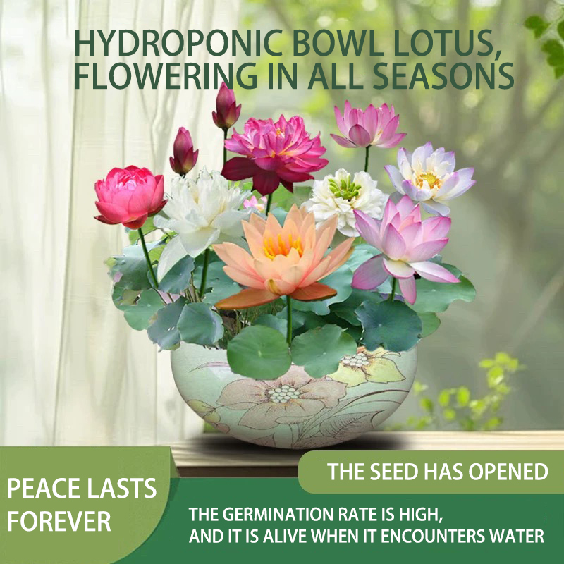 🔥Last Day 75% OFF💐The Sacred Bonsai Bowl Lotus Flower (7 days germination)