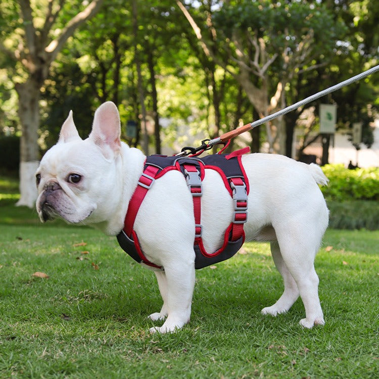 Contrast Color No Pull Dog Harness/Leash For Medium Dog