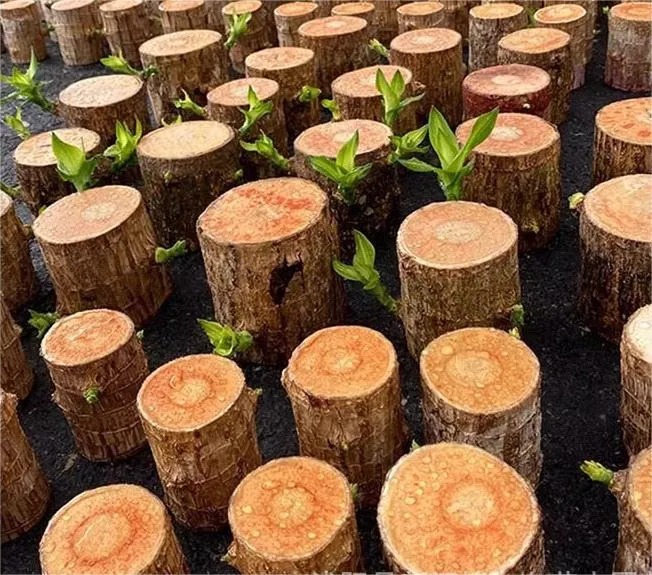 🍀Brazilian Lucky Wood Hydroponic Plants