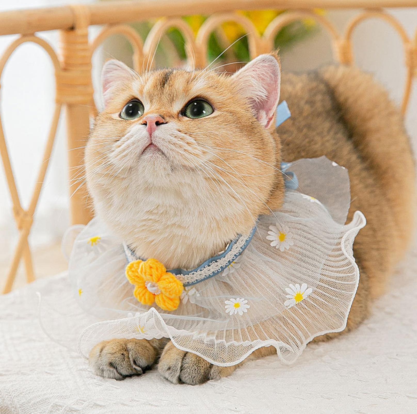 Lace Bib & Floral Necktie for Cats and Dogs