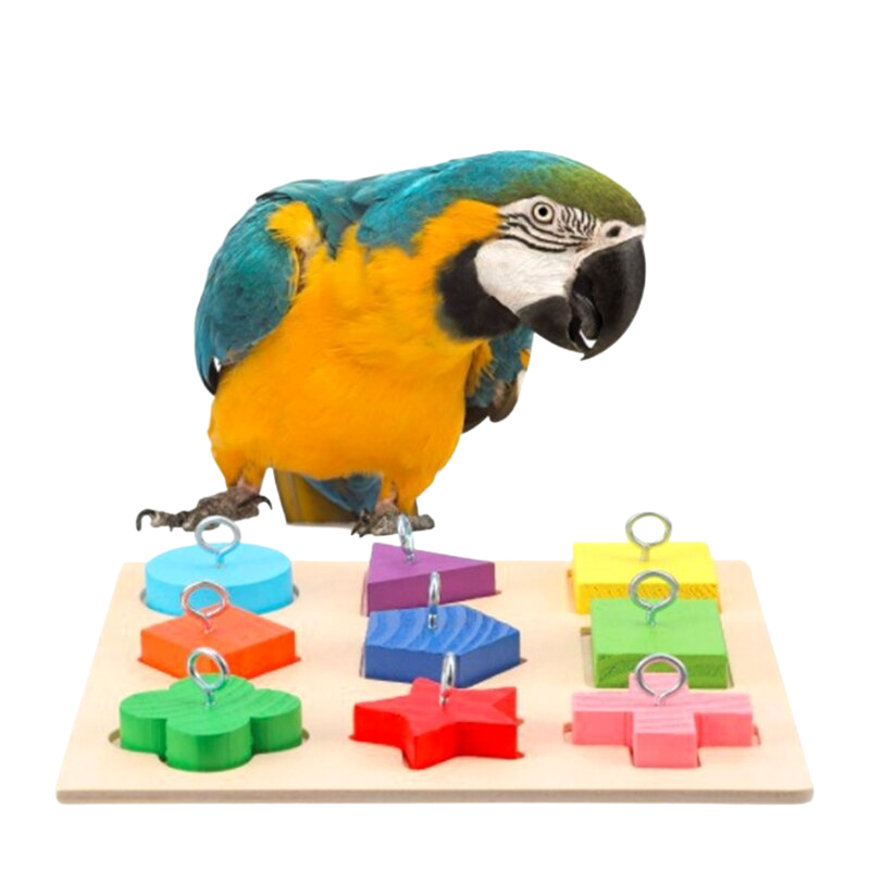5 Piece Bird Training Toys Set