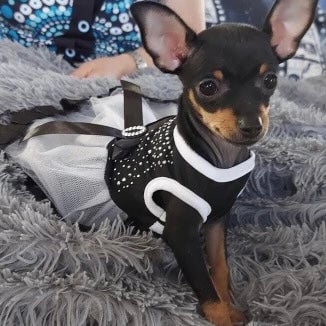 Lace Bowknot Design Puppy Dress