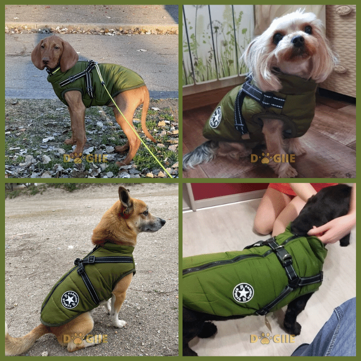 🔥  Promotion 47% OFF - Waterproof Winter Dog Jacket with Built-in Harness
