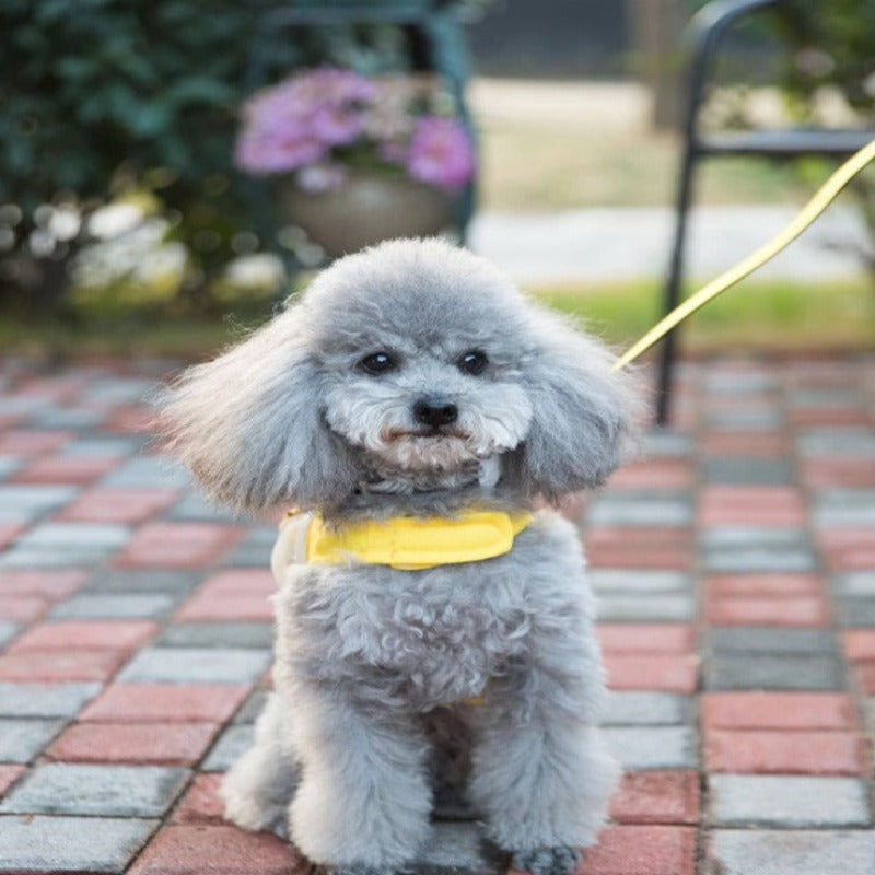 Cute Bee Cat Harness And Leash