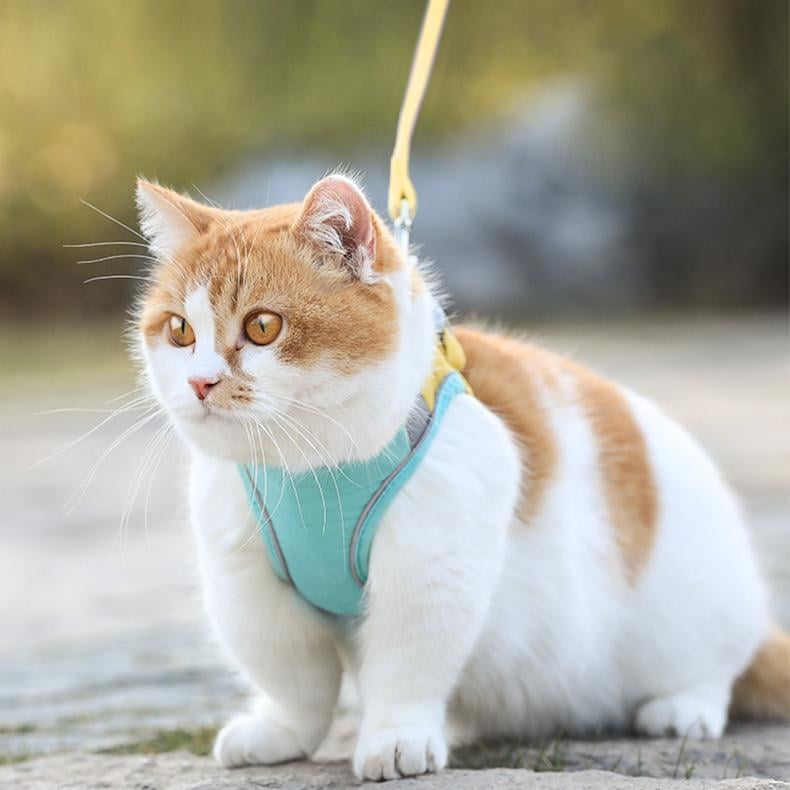 Luminous Cat Vest Harness and Leash Set⚡⚡BUY 2 FREE SHIPPING