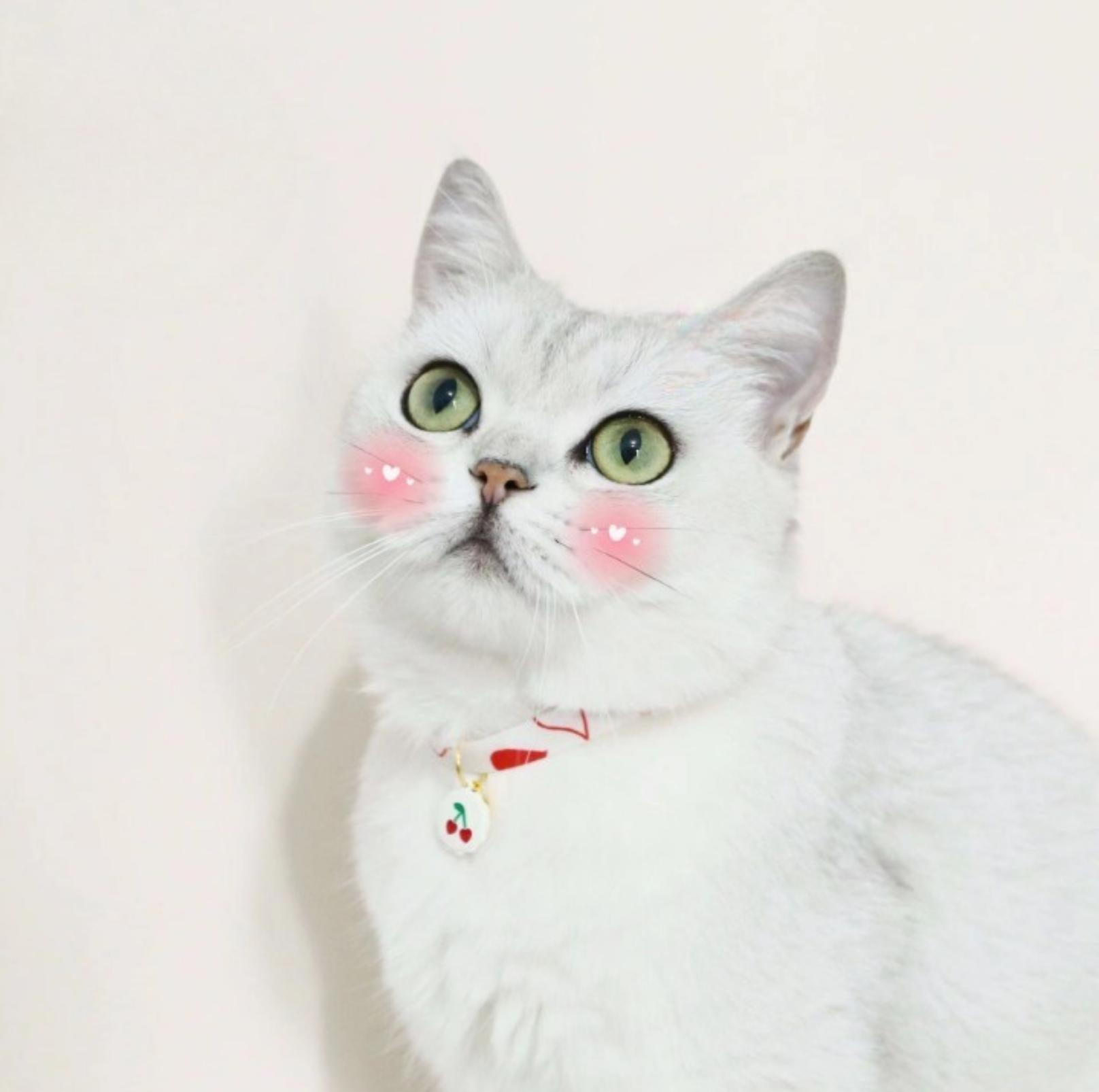 Cute Cherry And Bear Styled Pet Collar - Adjustable Neck Size