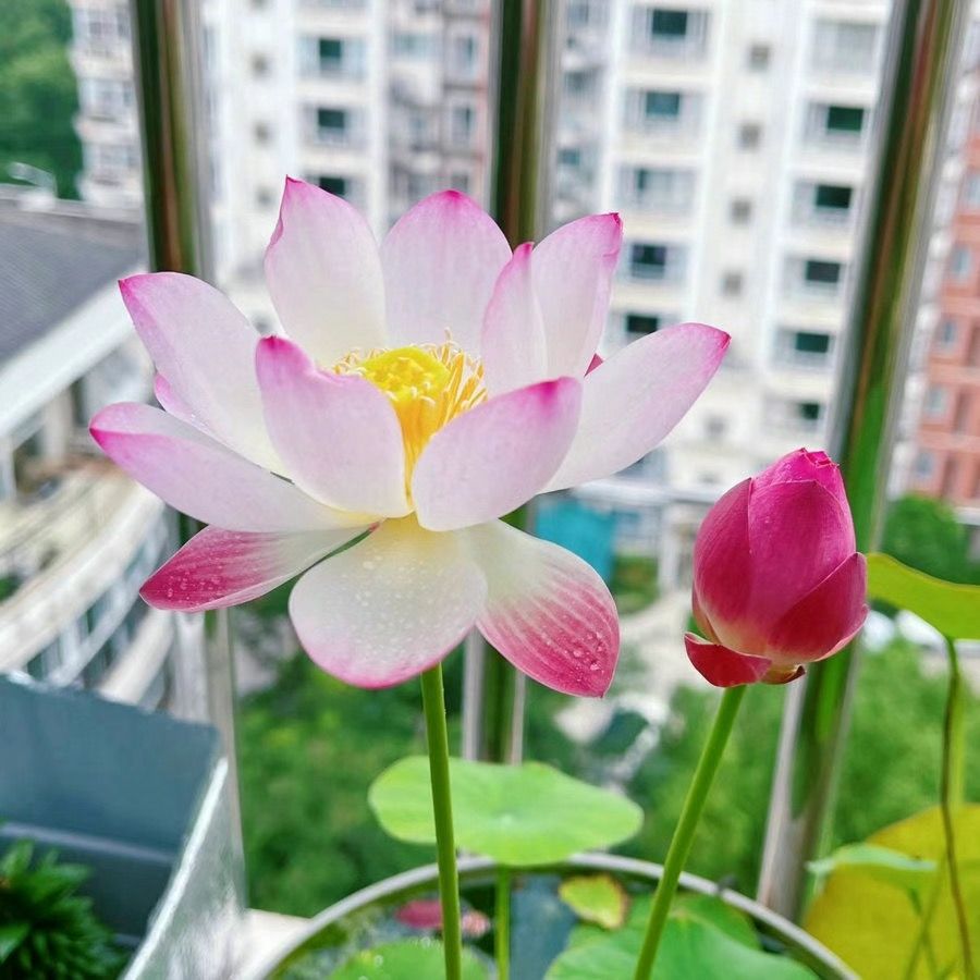 🔥Last Day 75% OFF💐The Sacred Bonsai Bowl Lotus Flower (7 days germination)