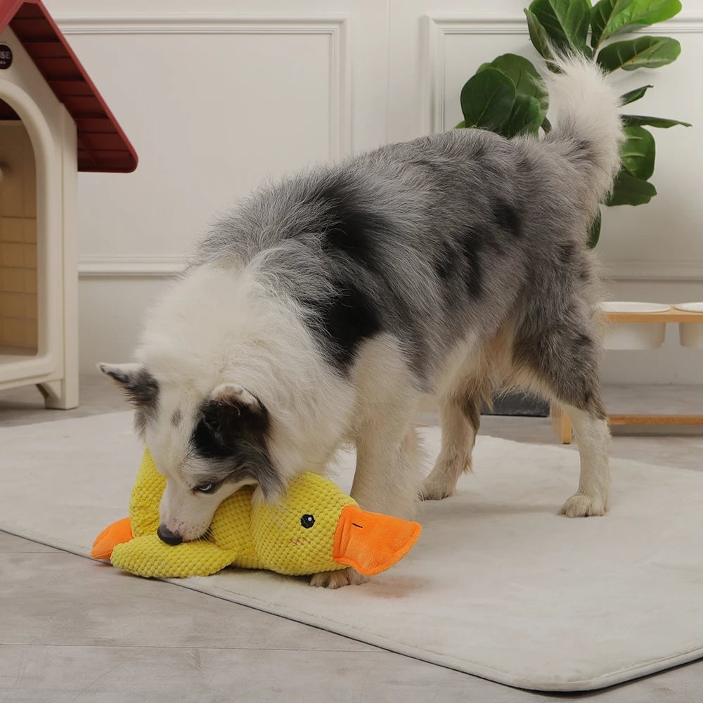 🦆Quack-Quack Duck Dog Toy