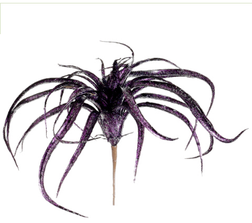 Wicked Witch Purple Tillandsia Stem