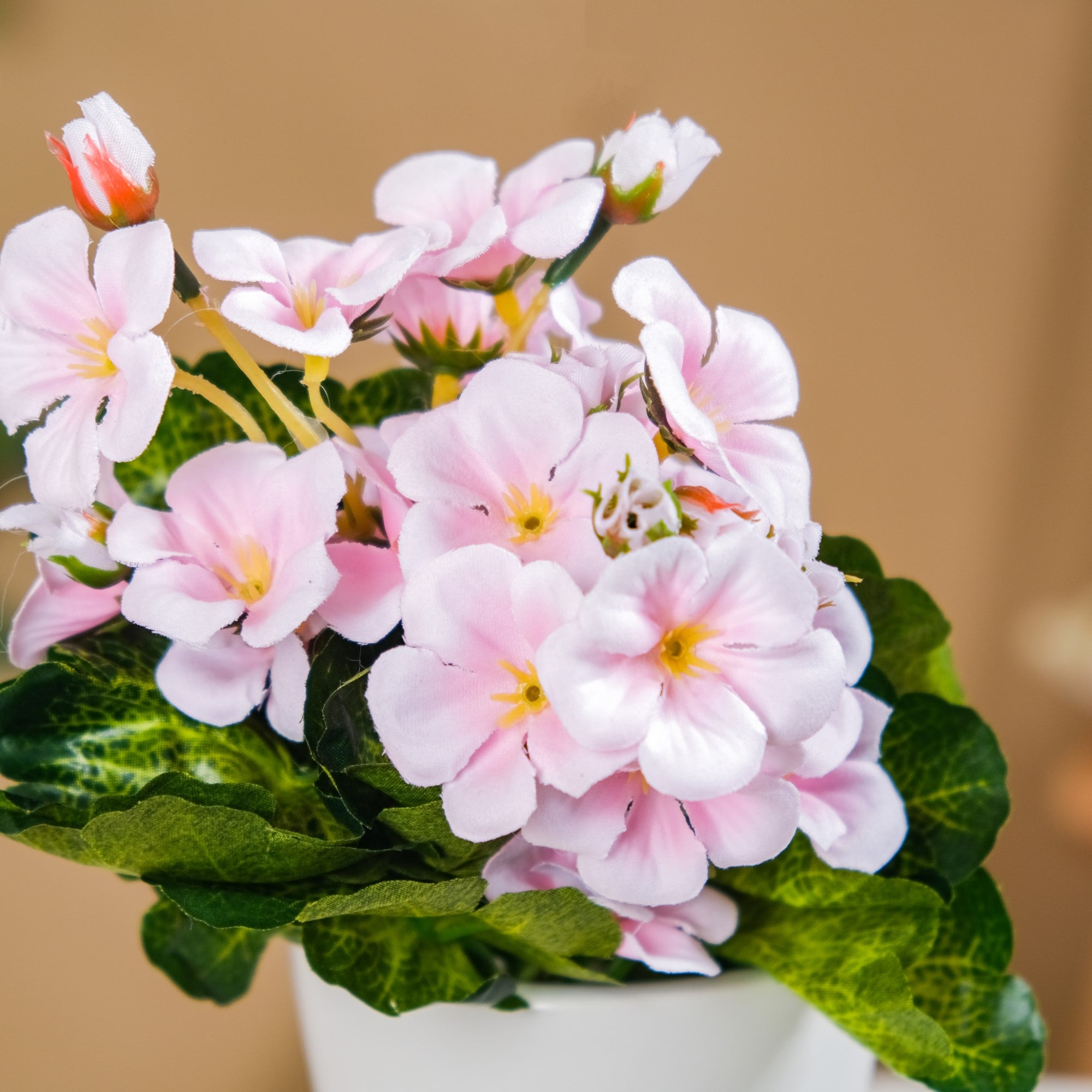Begonia Flower Stem