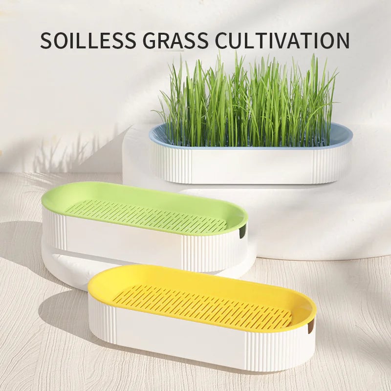 Cat Grass Box