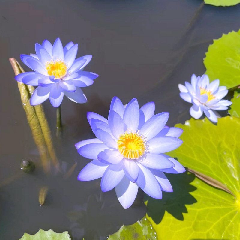 🔥Last Day 75% OFF💐The Sacred Bonsai Bowl Lotus Flower (7 days germination)