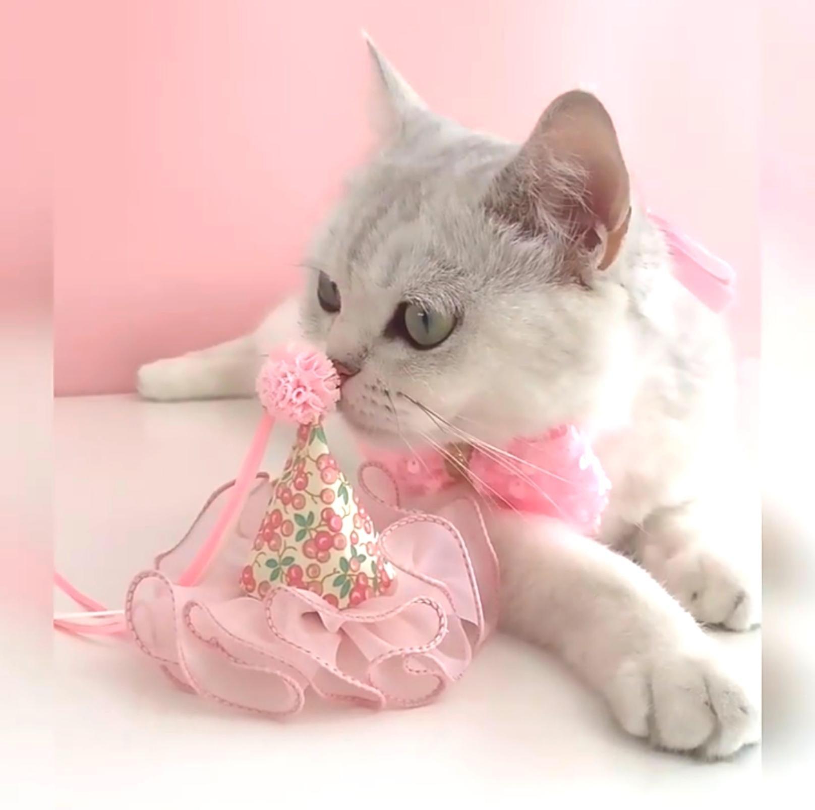 Floral Mesh Lace Accessory Set: Pet Birthday Hat & Bow Tie Combo