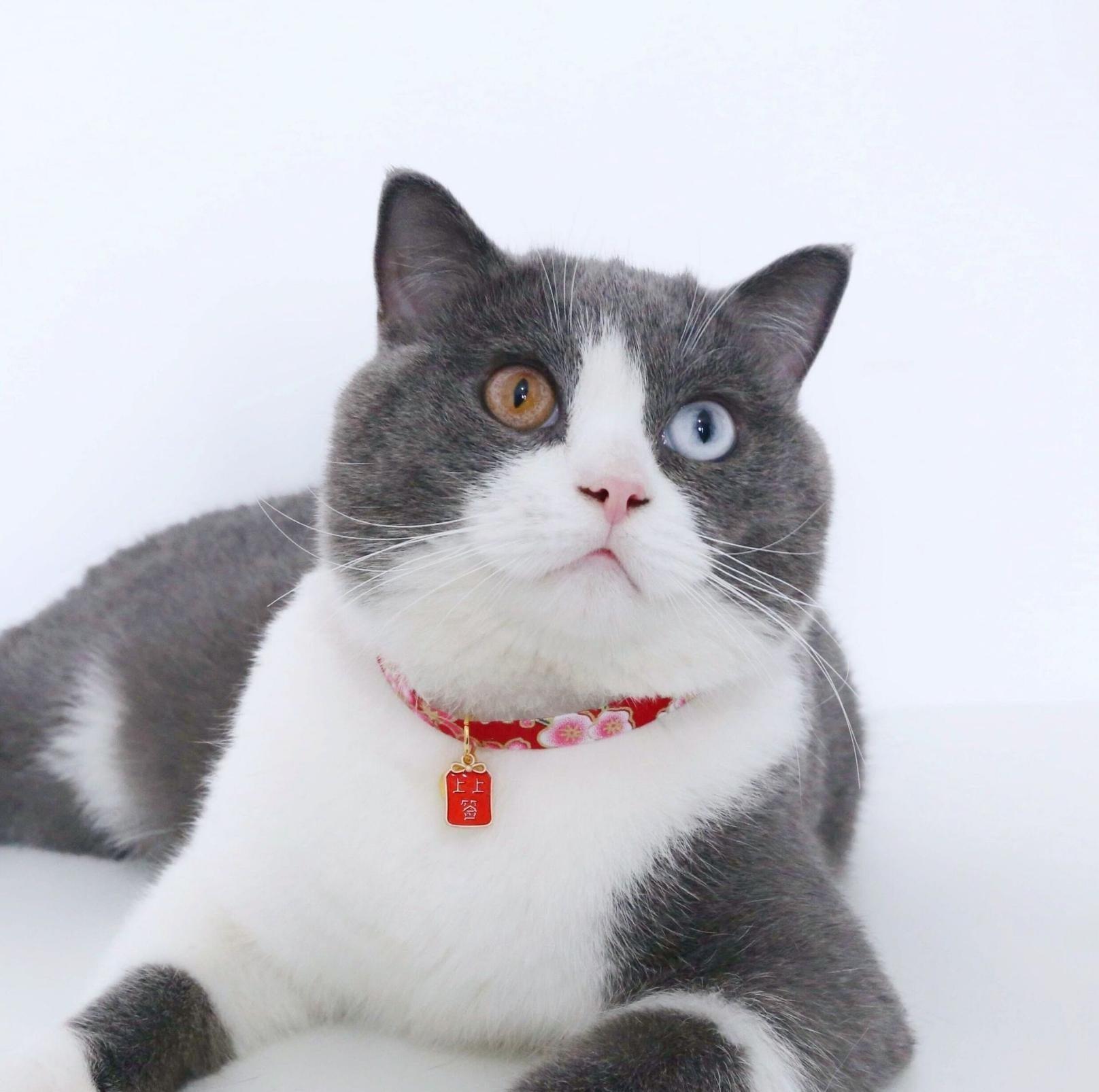 Chinese Style Adjustable Pet Collar with Engraved Pendants and Prints