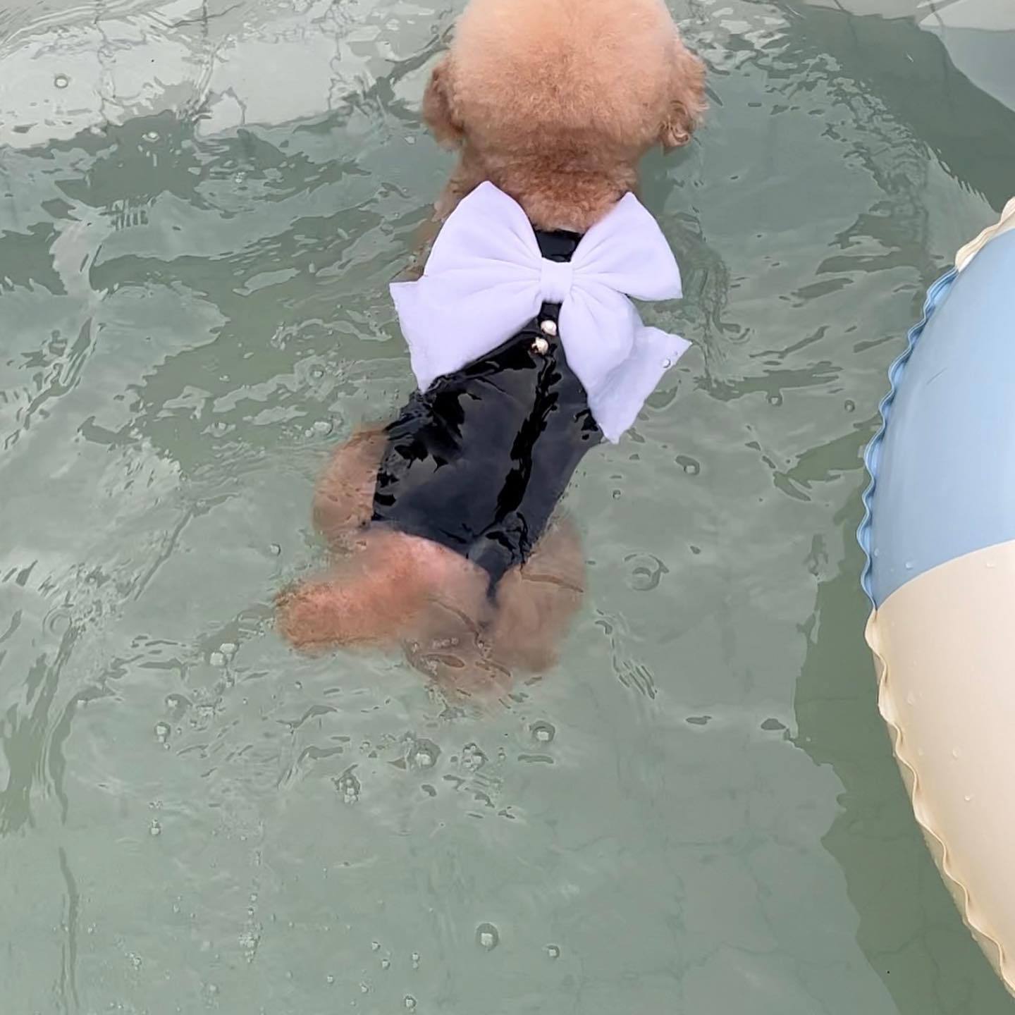 Large Bow Dog Cat Swimsuit
