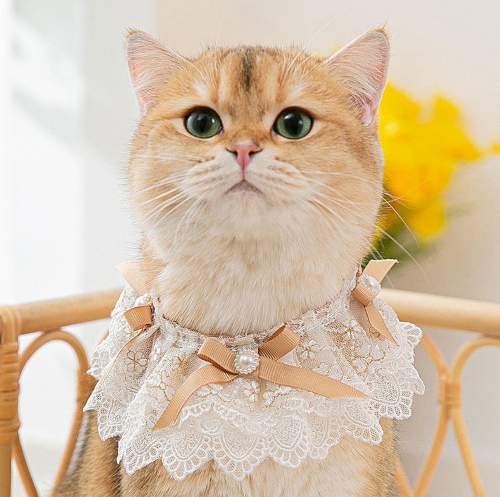 Lace Bib & Floral Necktie for Cats and Dogs