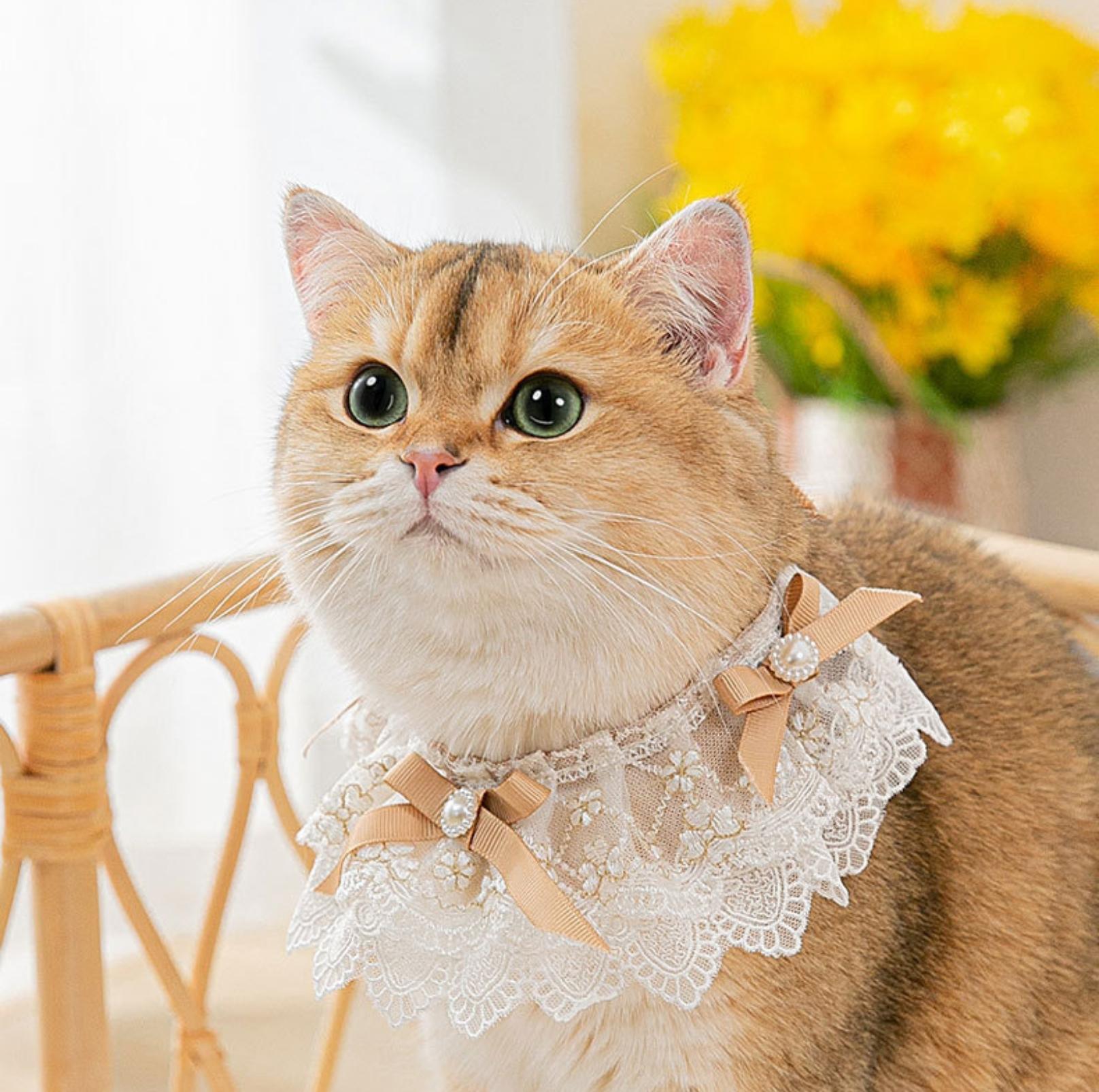 Lace Bib & Floral Necktie for Cats and Dogs