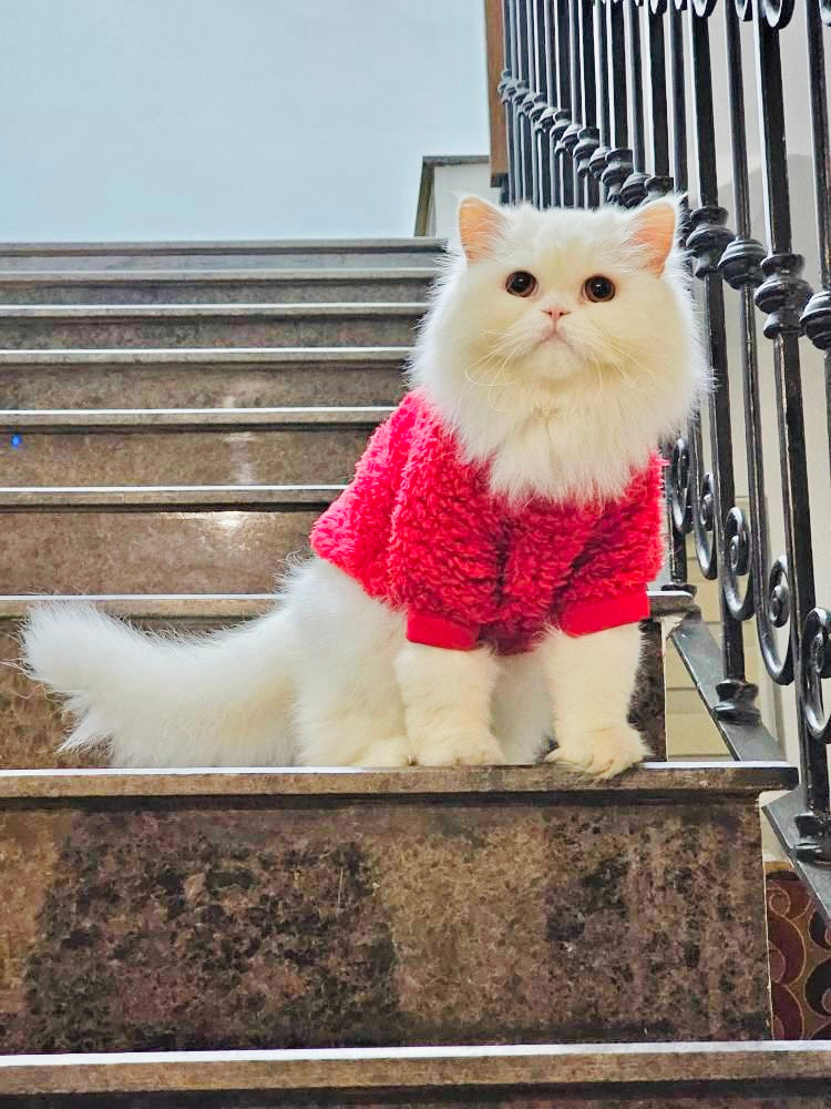 Cozy Pet Sweater -Red  🌺