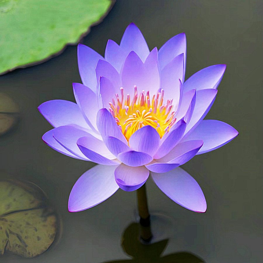 🔥Last Day 75% OFF💐The Sacred Bonsai Bowl Lotus Flower (7 days germination)