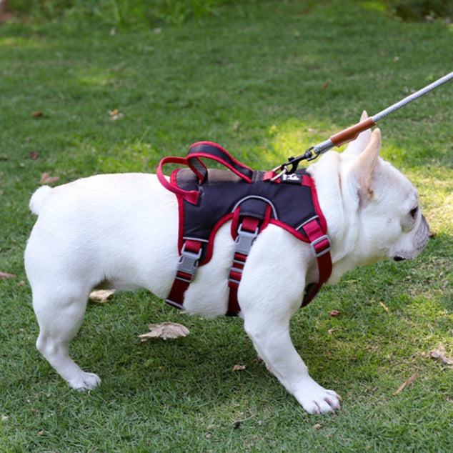 Contrast Color No Pull Dog Harness/Leash For Medium Dog