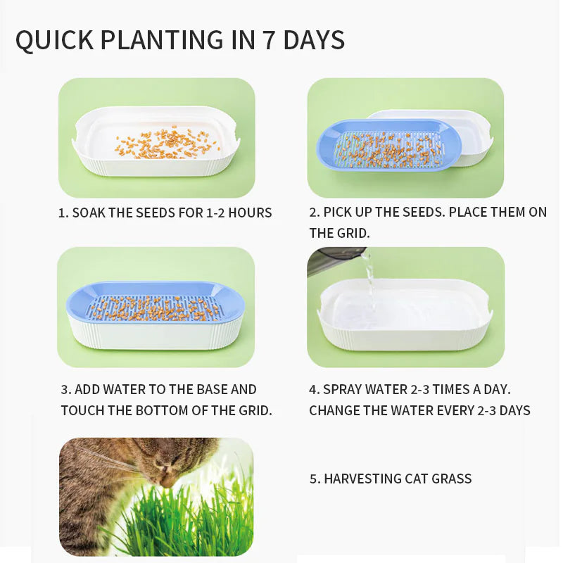 Cat Grass Box