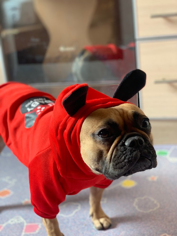 Mickey mouse Pet Hoodie- Spring