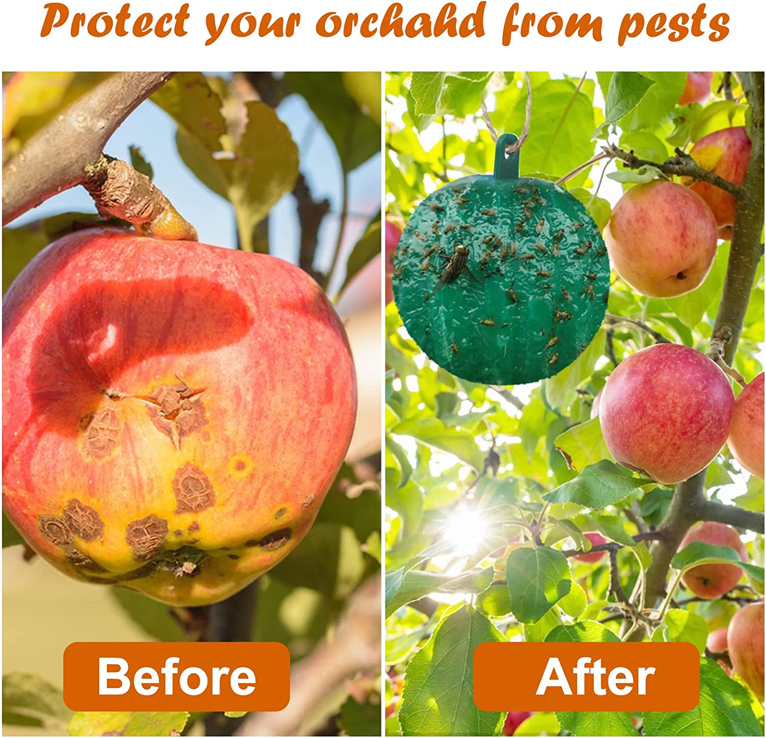 Hanging Environmental Fruit Fly Traps Sticky Traps