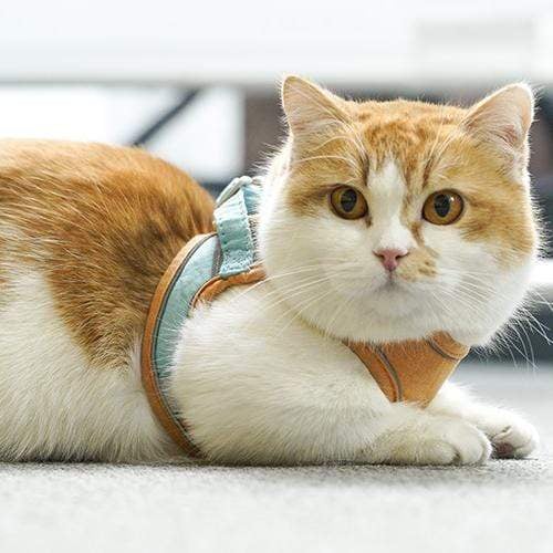 Luminous Cat Vest Harness and Leash Set⚡⚡BUY 2 FREE SHIPPING