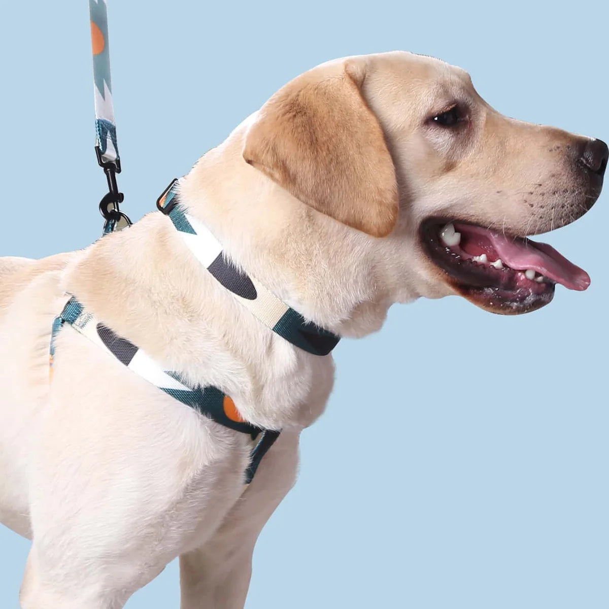 Adjustable Abstract Dog Harness & Leash