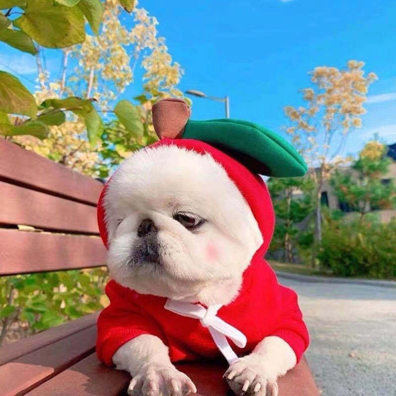 Puppy Dog Autumn And Winter Small And Medium-sized Dog Love Two-legged Cat Cute Pet Clothes Supplies