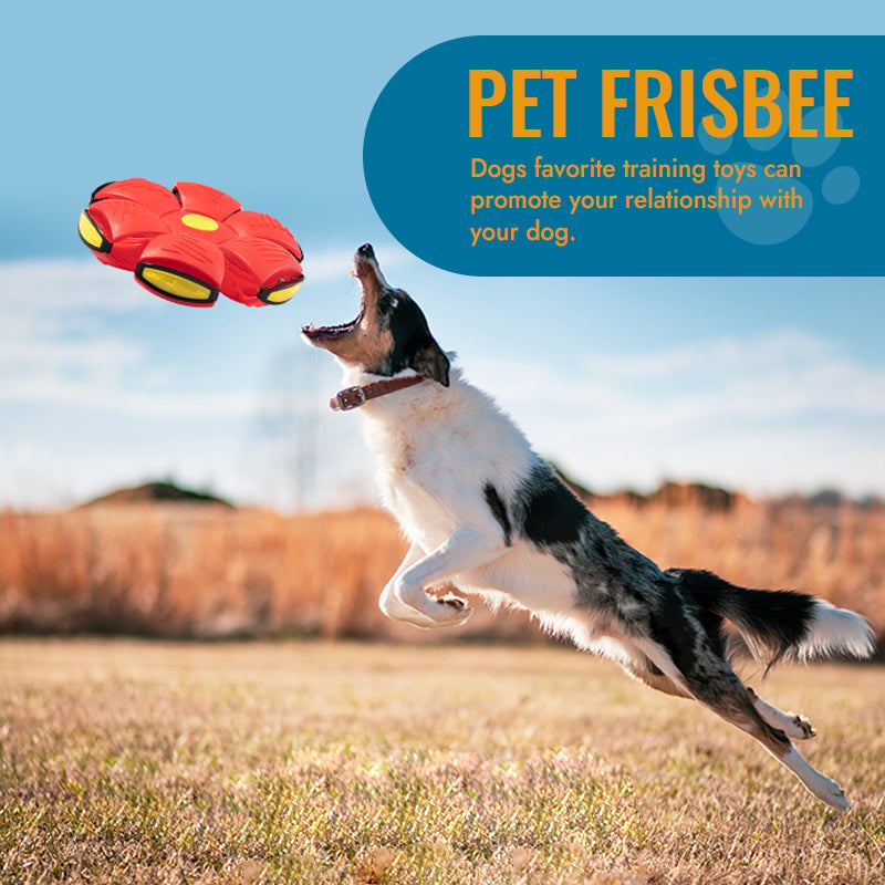 🐾Pet Toy Flying Saucer Ball🔥Buy 2 & Free Shipping