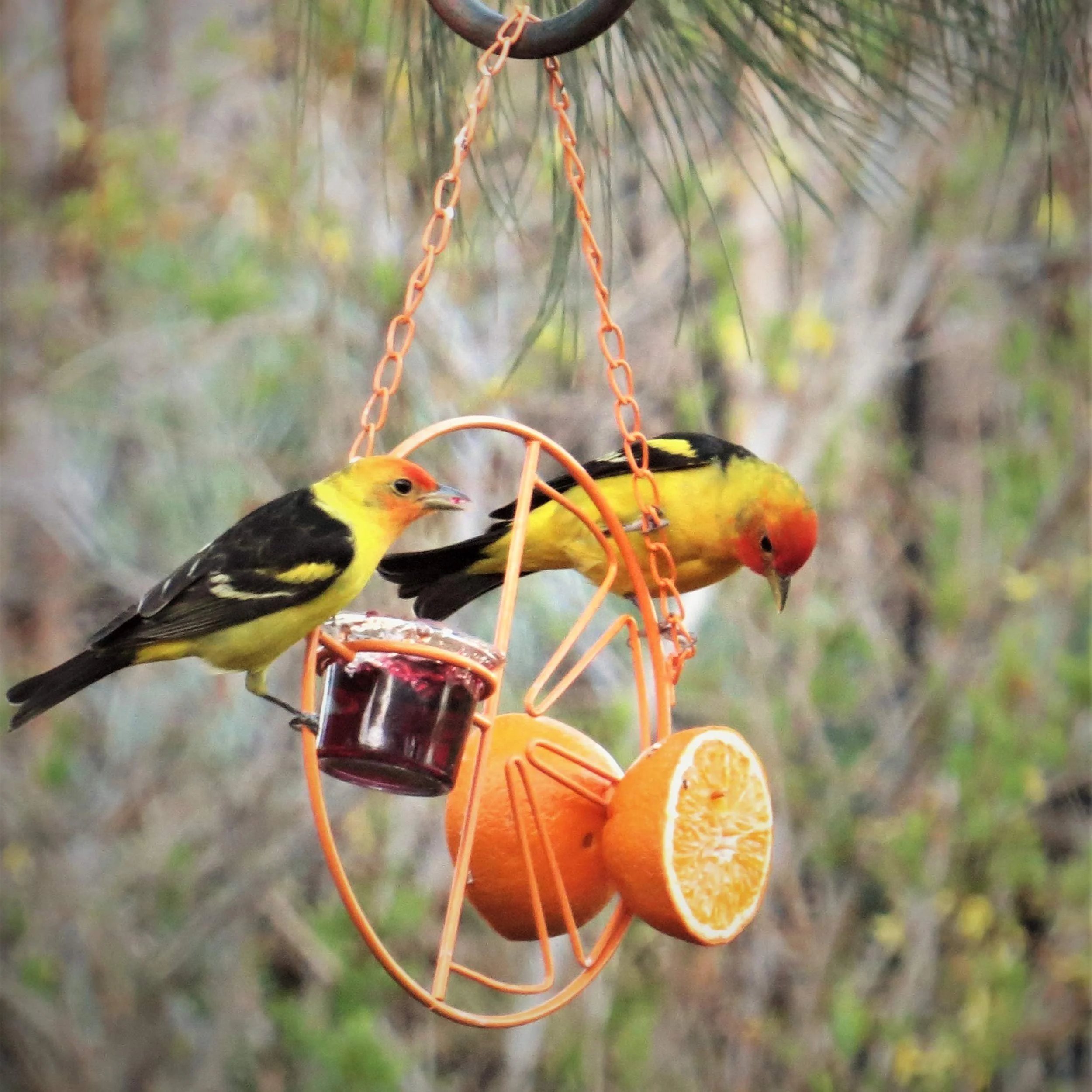 hanging hummingbird oriole feeder