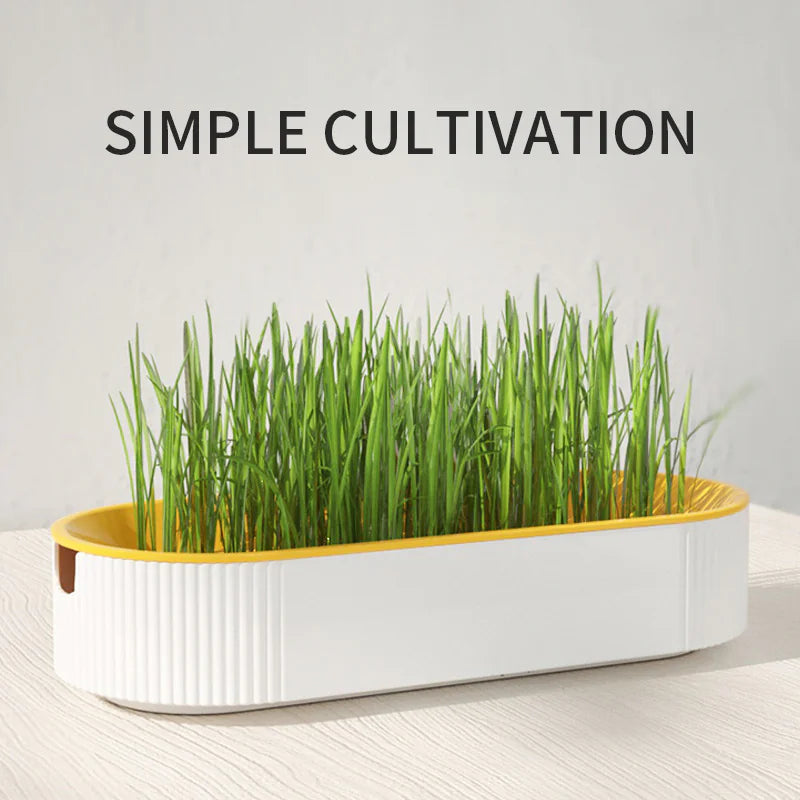 Cat Grass Box