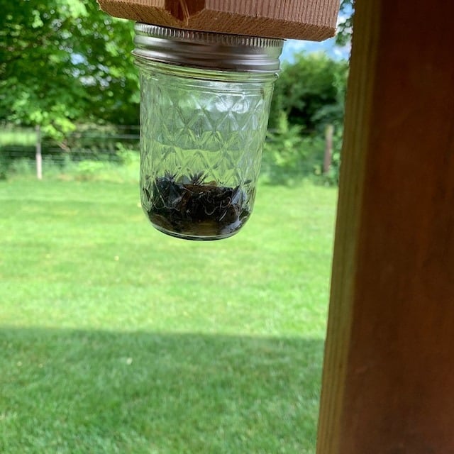 ✨Hot Sale 49% OFF--🔥Best Carpenter Bee Trap