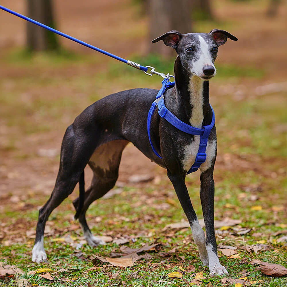 Easy to Wear Adjustable No-Pull Dog Harness Walk Set