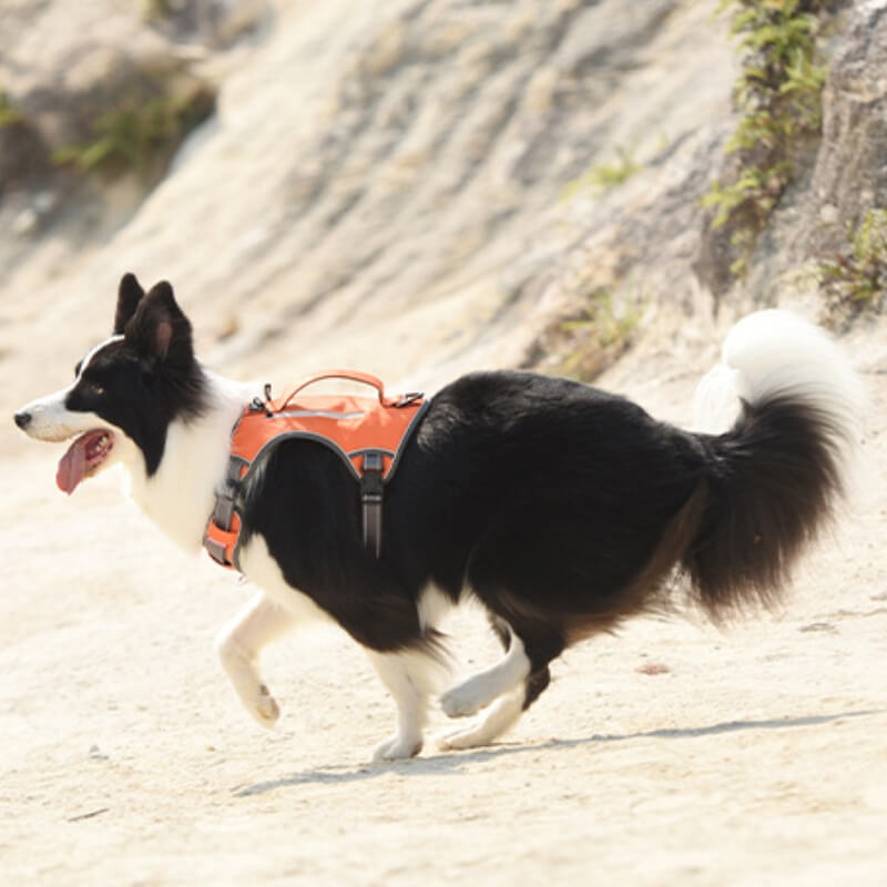 Multifunction Explosion-Proof Anti Pull Harness Medium to Large Dog Harness