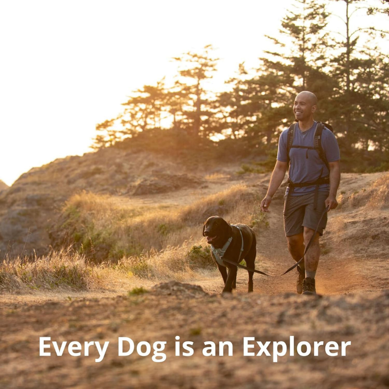 Cushioned Dog Harness For Training