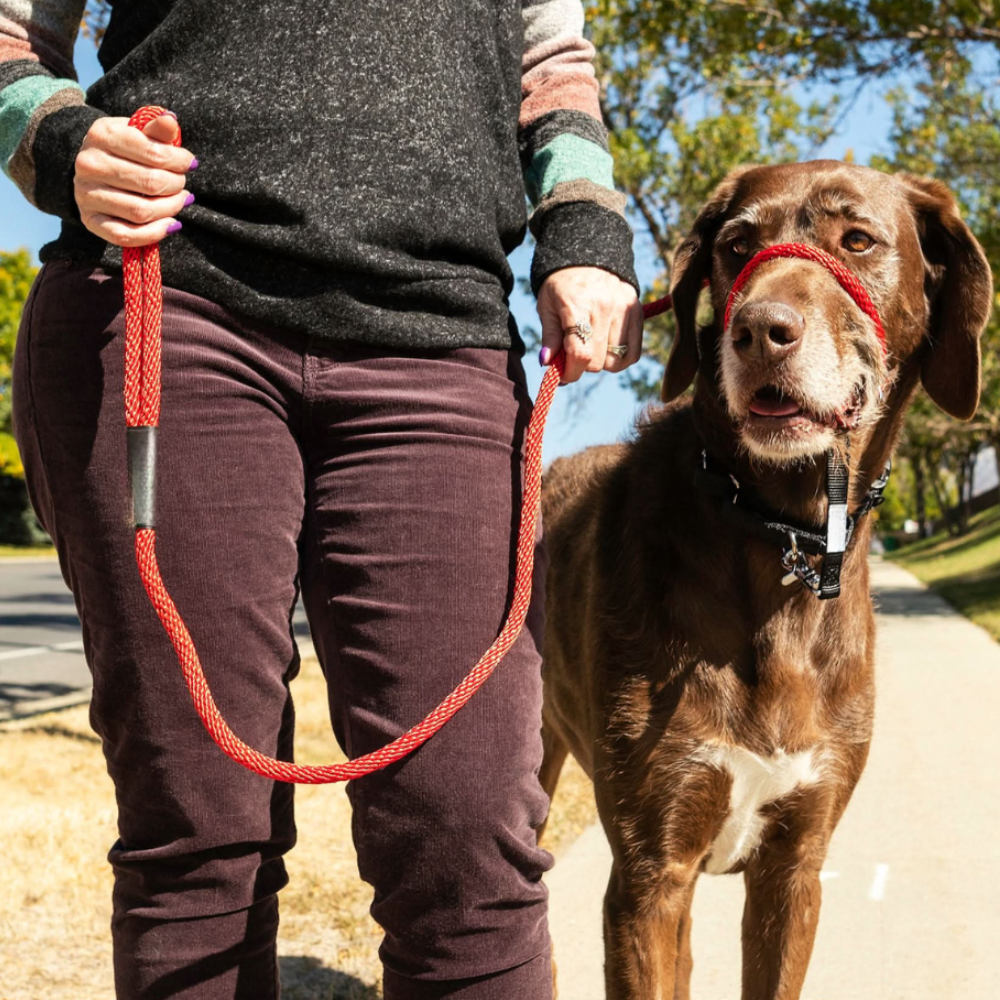 Original Transitional Leash