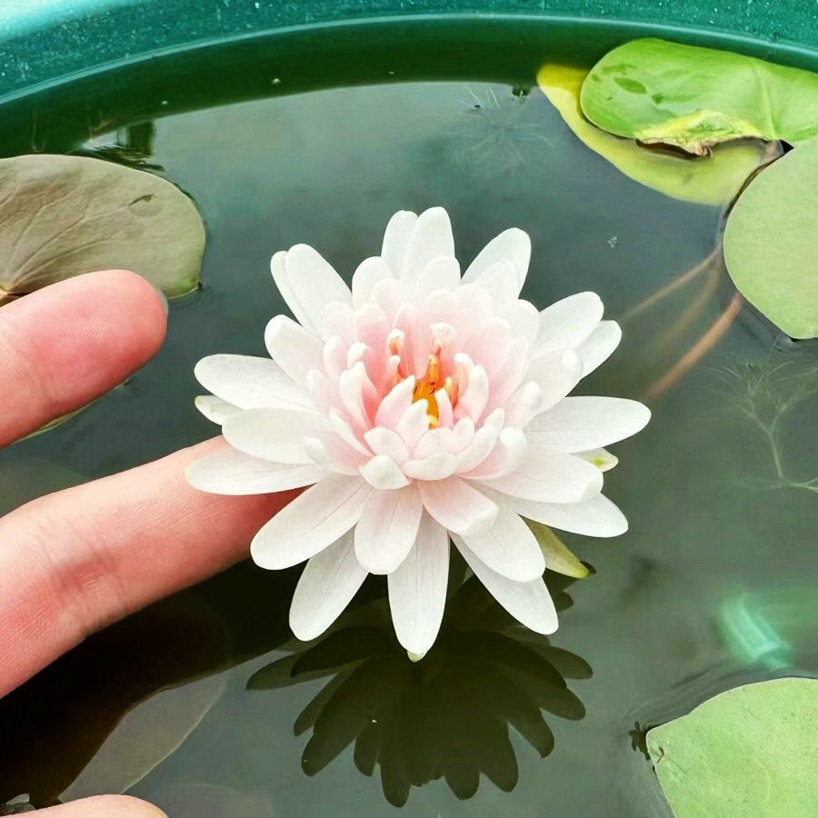 🔥Last Day 75% OFF💐The Sacred Bonsai Bowl Lotus Flower (7 days germination)