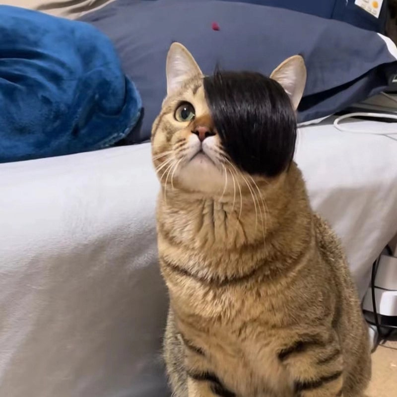 Internet Celebrous Pet Wig Mei Smokie Wig Dog Funny Wig Head Wig