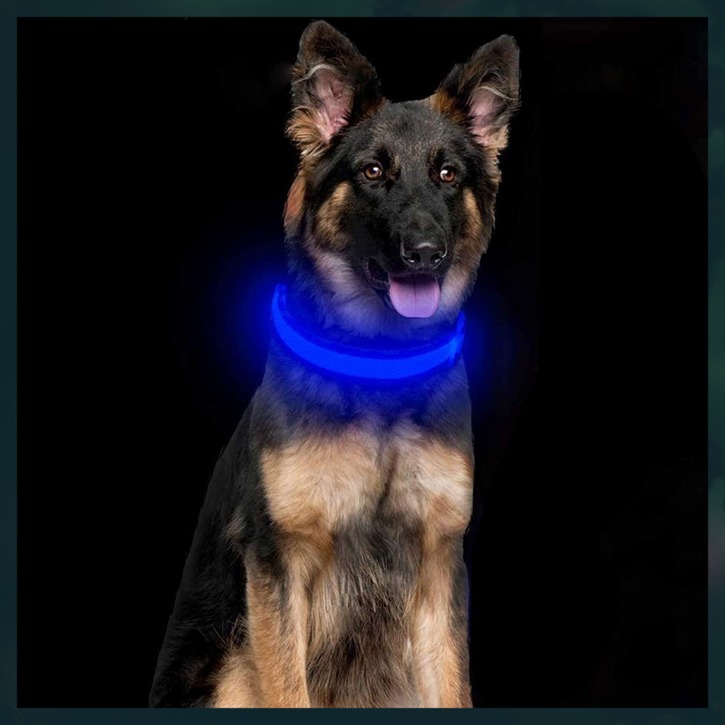 LED Dog Collar - USB Rechargeable - Glow In Dark