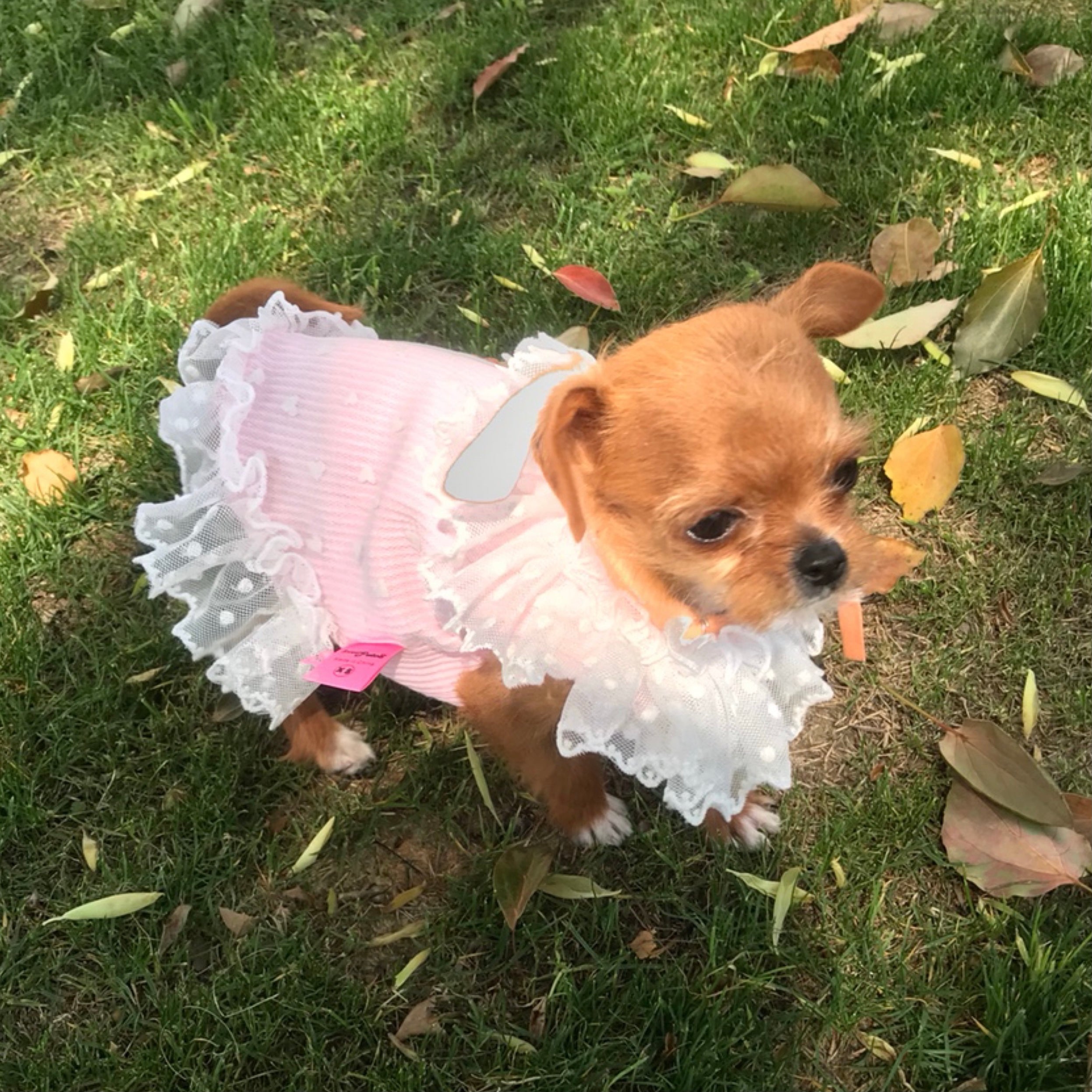Heart Printed Lace Dog Cat Dress