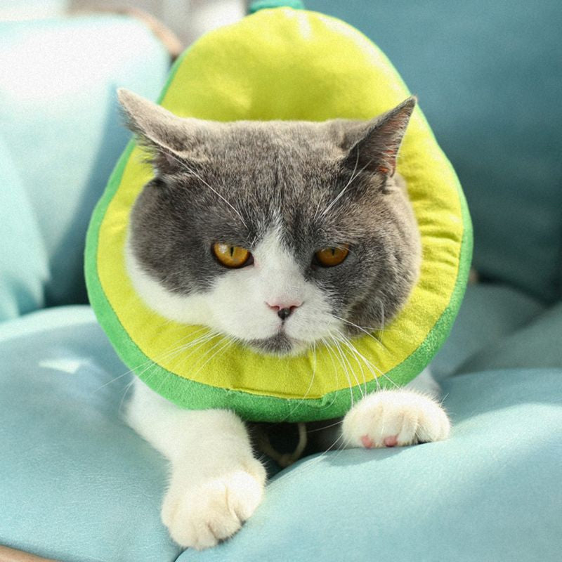 Adjustable Cat Recovery  Collar