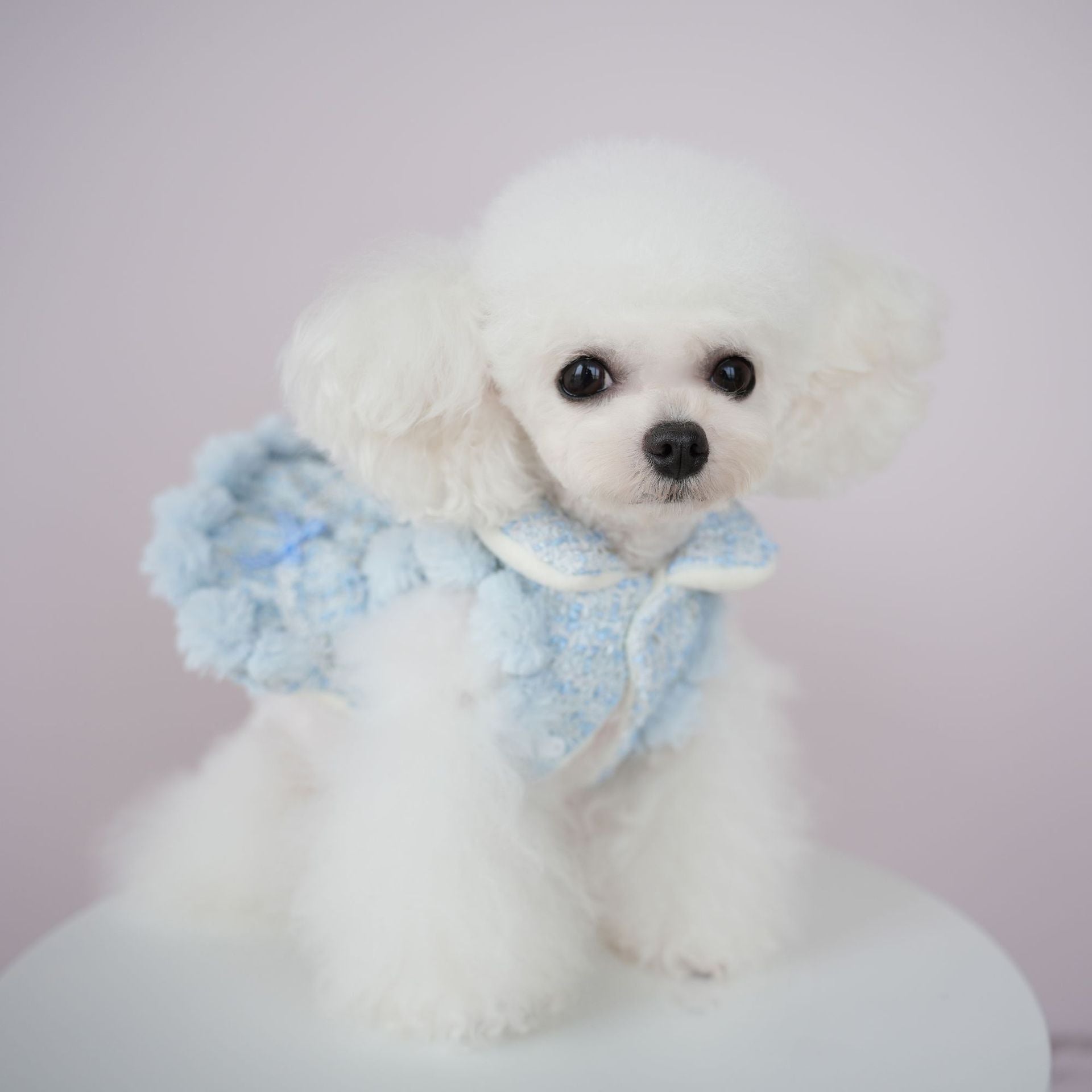 Fleece Bow Butterfly Decor Sweet Dog Jacket Dress