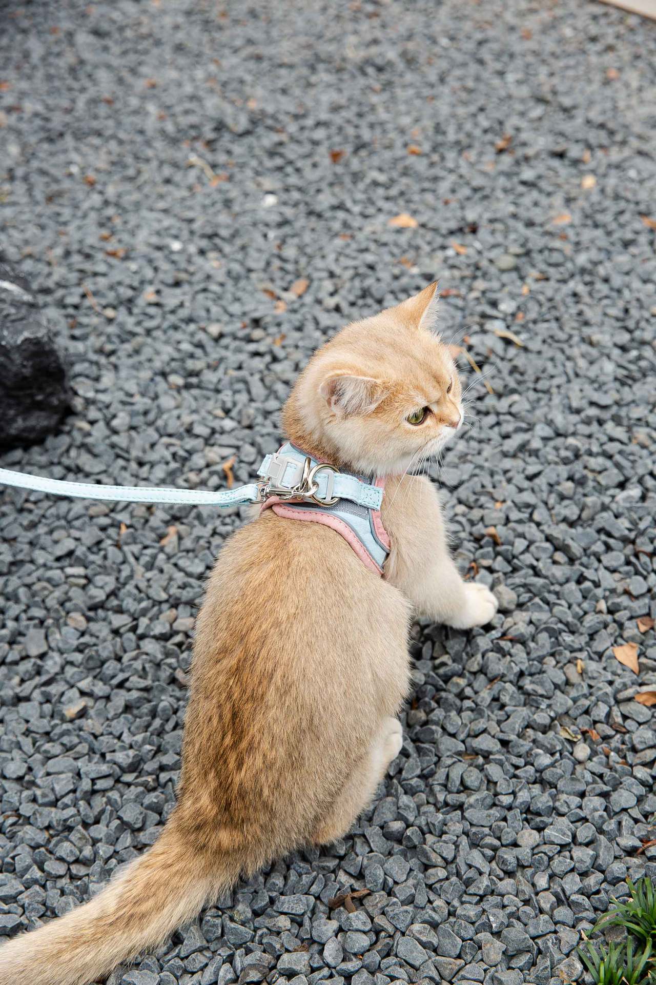 Cat Traction Rope Vest-Style Harness