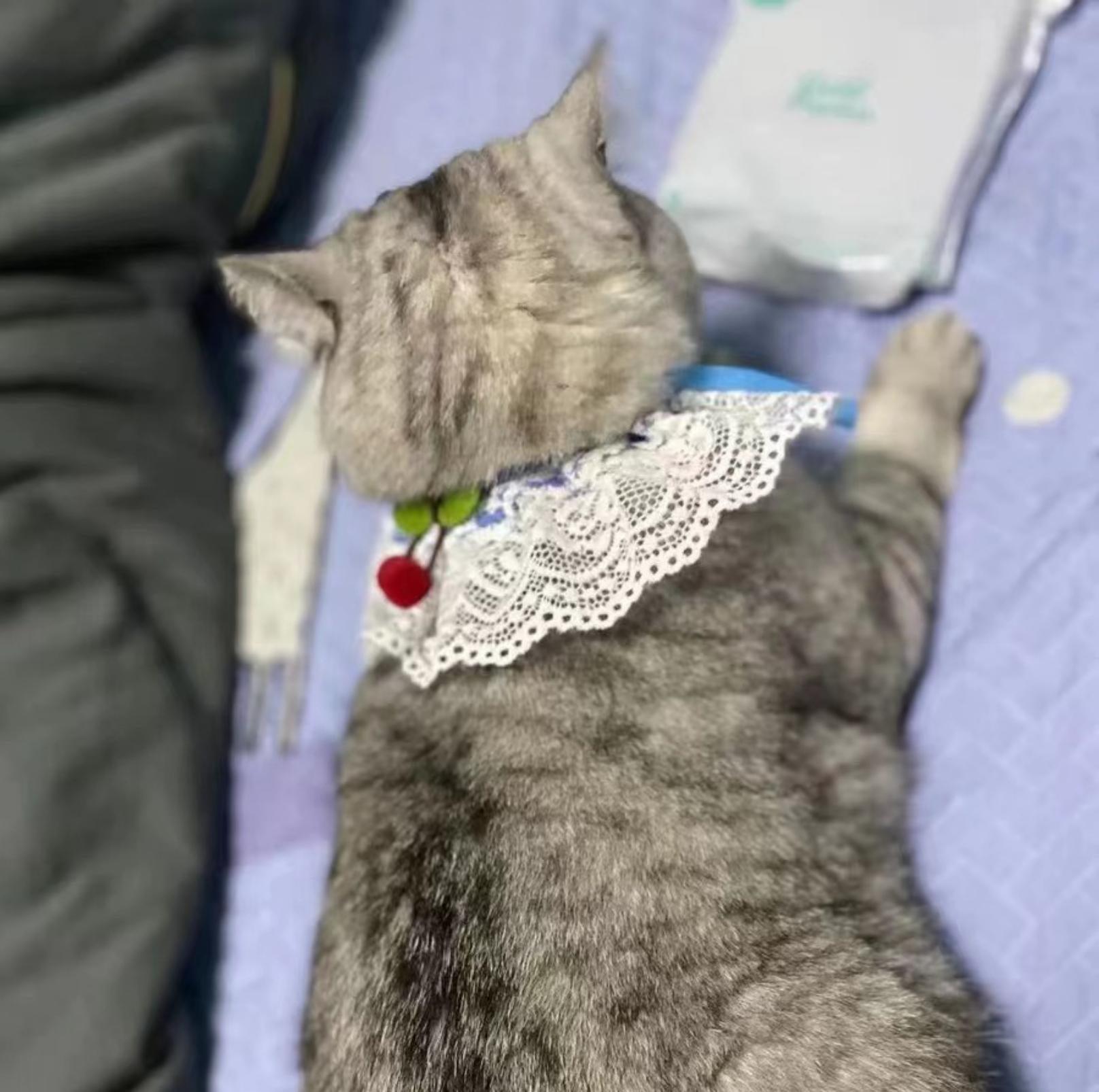 Lace Cherry Pet Bib Cat And Dog Accessories