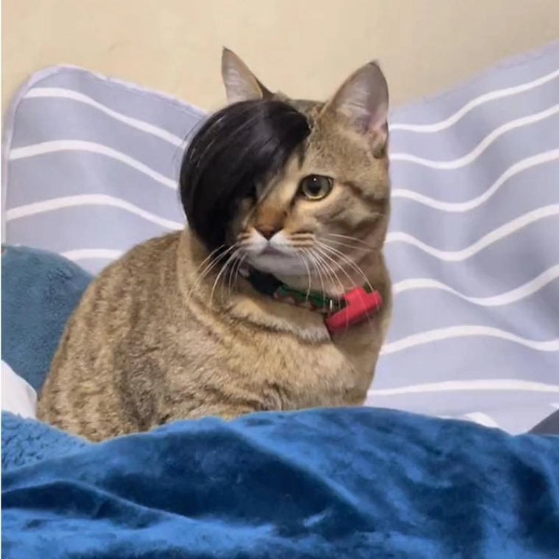 Internet Celebrous Pet Wig Mei Smokie Wig Dog Funny Wig Head Wig