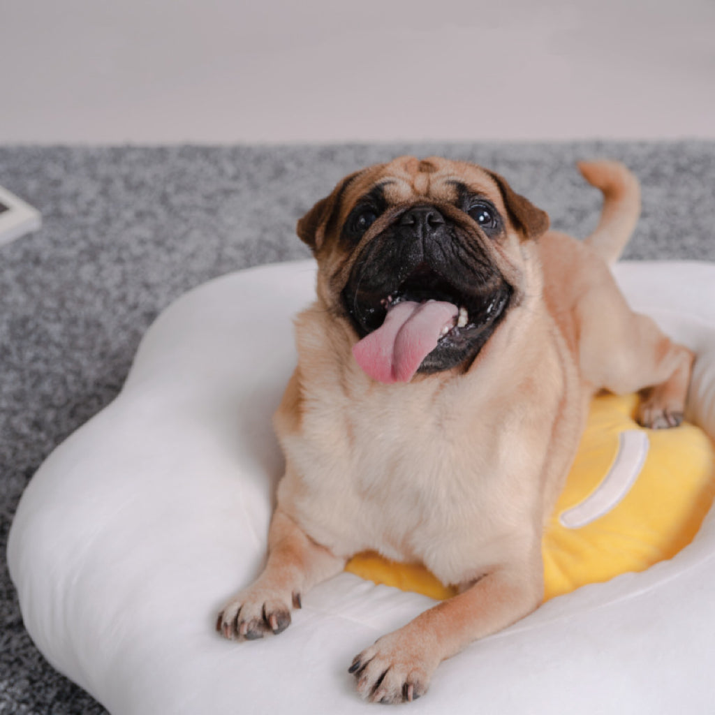 Pet Bed｜Soft Egg Bed｜Cat Bed Dog Bed