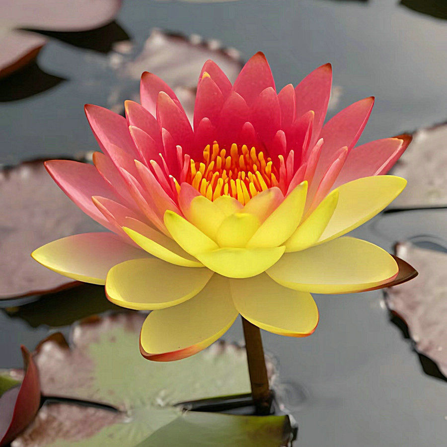 🔥Last Day 75% OFF💐The Sacred Bonsai Bowl Lotus Flower (7 days germination)