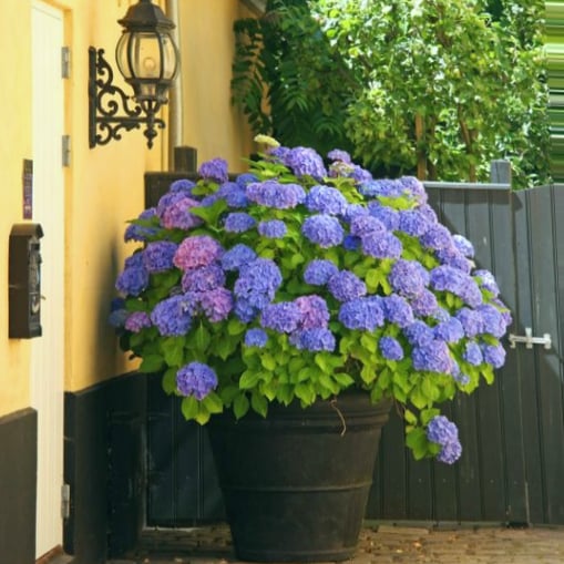 49% OFF--Outdoor Artificial Hydrangea Flowers💐